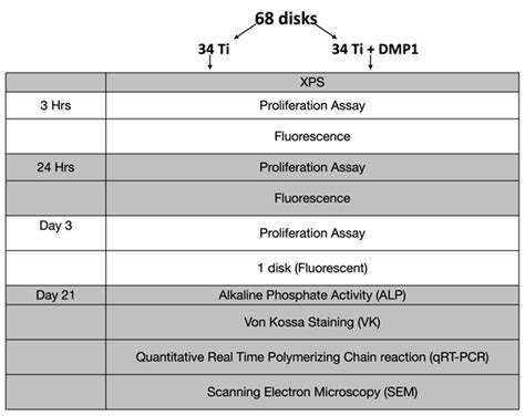 Dentin Matrix Protein 1 on Titanium Surface Facilitates Osteogenic ...