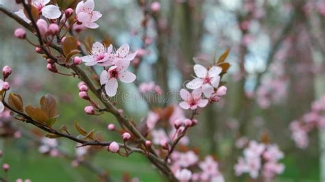 Flowering Plum Tree 的图像结果