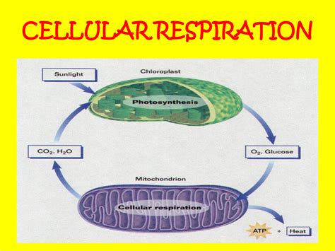 Photosynthesis and cellular respiration - riskstat