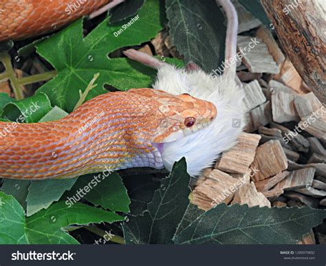 Snake Eating Mouse