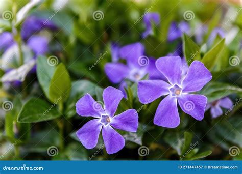 Vinca Major or Greater Periwinkle Violet Flower in the Garden Design Stock Image - Image of ...