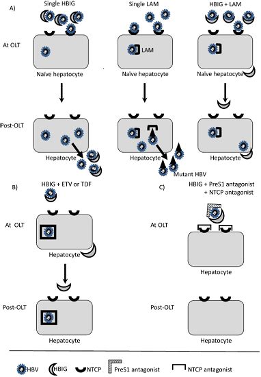 Molecular Mechanisms to Control Post-Transplantation Hepatitis B Recurrence