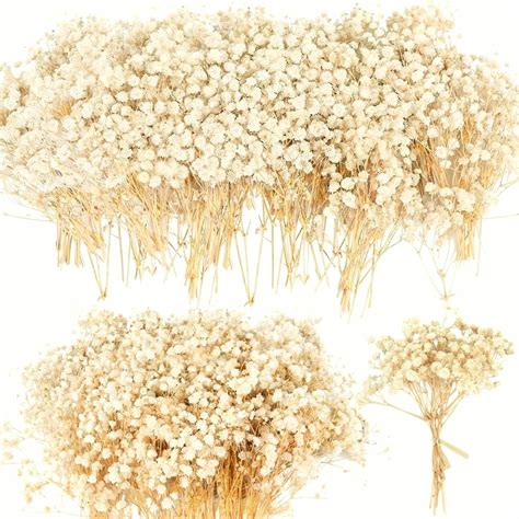 Amazon.com: 4700+ Mini Dried Babys Breath Flowers, 90+Pcs Ivory White ...