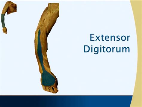 Image result for Extensor Digitorum Communis