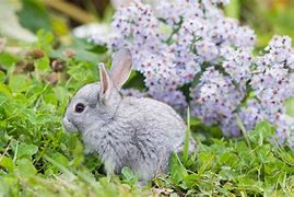 Image result for HD Image of Baby Bunny