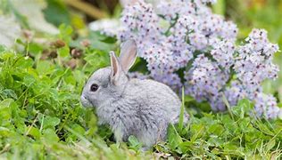 Image result for Bunny Baby On a Fair Black and White