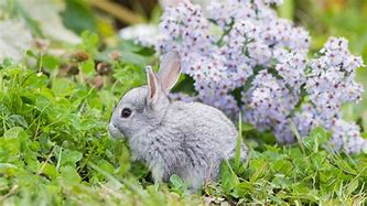 Image result for Super Cute Baby Bunny Memes