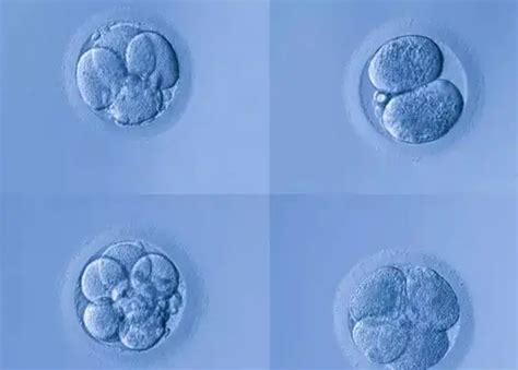 試管嬰兒誕生記：走進試管嬰兒胚胎培養，探秘生命創造的神奇歷程 - 每日頭條