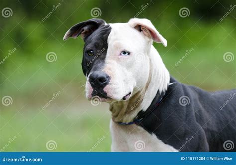 Black And White Pitbull With Blue Eyes