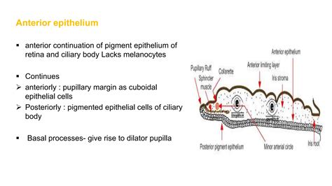 Anatomy of uvea UVEA of ophthalmology.pptx