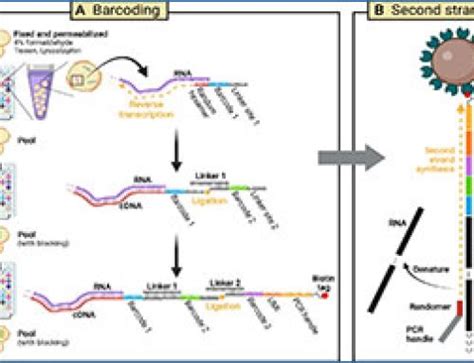 Image result for Split Pool Barcoding