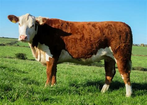 Cattle Vector Art HD Wallpaper Product Product Recipe Product HD
