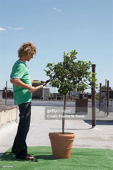 Image result for Sapling Pruning