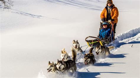Senja Husky Adventure | Family Activities | Vangsvik | Norway