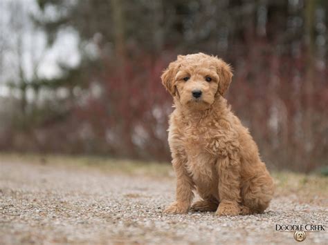 Miniature Goldendoodle Adults