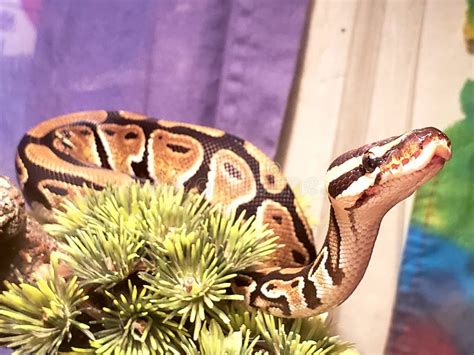 Image result for Pet Snake Ball Python