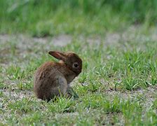 Image result for Spring Bunnies in Nature