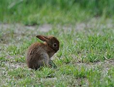 Image result for Spring Bunnies JPEG