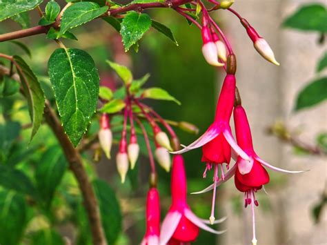 Bud Drop On Fuchsia Plant - What To Do For Buds Dropping Off Fuchsia