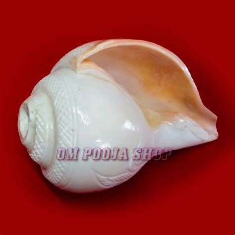 Divine Pooja Blowing Shankha for Aarti Buy online Om Pooja Shop