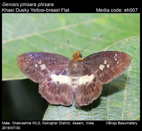 Gerosis phisara | Butterfly