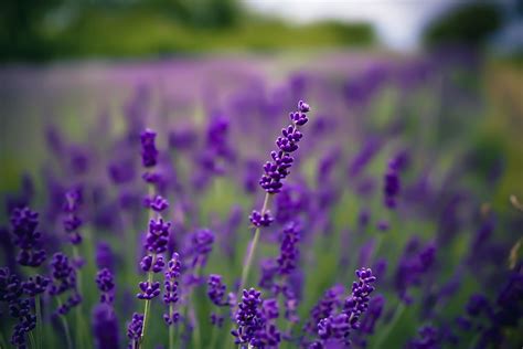 Purple Lavender Plant Photo, Digital Download, Lavender Plants, Purple ...