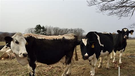 Do Cow Farts Really Contribute to Global Warming? The Methane Mystery ...