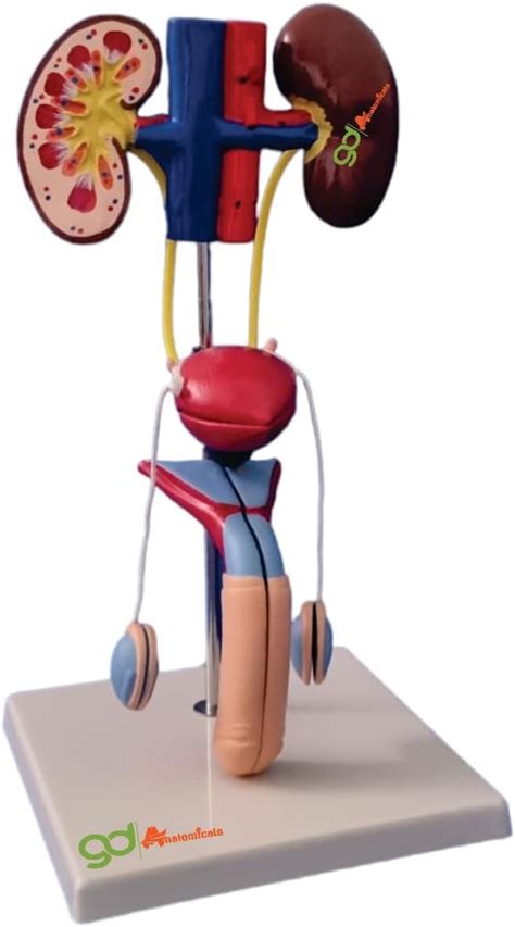 GD ANATOMICALS® Circulatory System Model - Lifesize Human ...