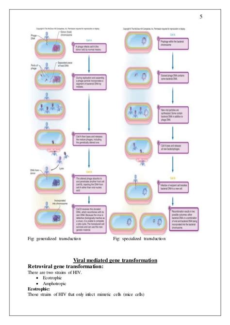 Transformation Genetics 的图像结果