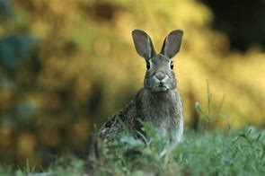 Image result for What Do Wild Baby Rabbits Eat