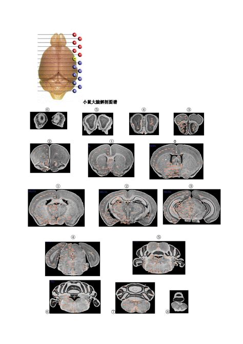 Image result for Alien Science Diagram