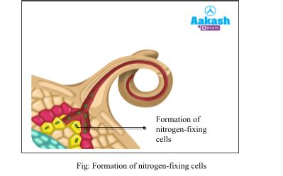 Nitrogen Cycle Diagram, Nitrogen Fixation, Nitrification ...