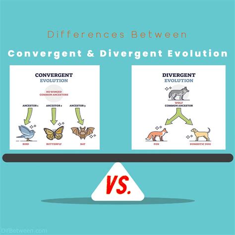 Convergent vs Divergent Evolution: Key Differences