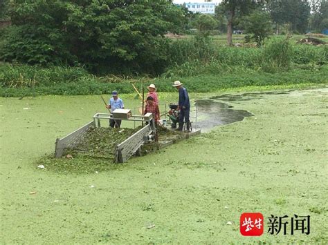 “水上大扫除”让河清岸美捞起的水草还能沤制成肥_腾讯新闻