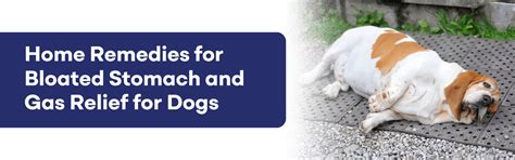 Dog Bloated Stomach Home Remedy: Gas Relief That Works – K9 Vitality