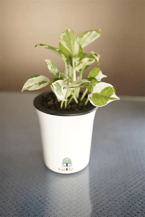 TrustTree | Product Details