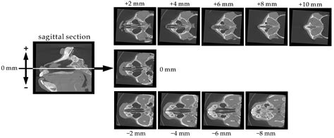 Brain and Nasal Cavity Anatomy of the Cynomolgus Monkey: Species ...