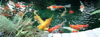 Welcome to Olympia Pools