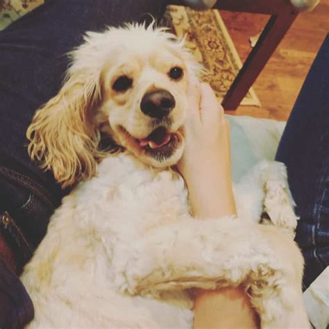 ADOPTED Cockapoo For Private Rehoming- Toronto ON - Frankie - Pet Rehoming Network