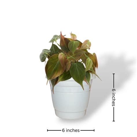 Indoor Philodendron Combo: Birkin, Congo, Micans, Scandens