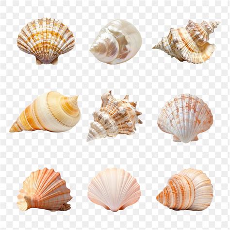 Image result for Empty Shell PNG