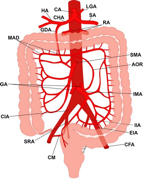 Imaging of Visceral Vessels - Radiologic Clinics