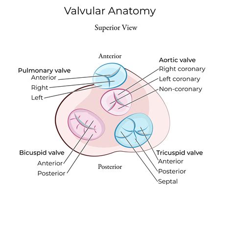 Gross Anatomy Glossary: Heart Valves | ditki medical & biological sciences - structure of leaflet