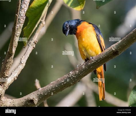 Black and orange birds hi-res stock photography and images - Alamy