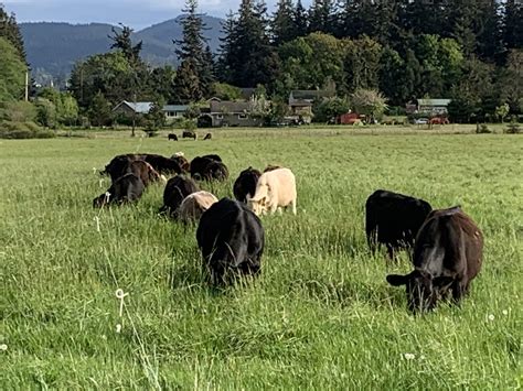 Farm Fencing Systems for Livestock | Skagit County | Washington State ...