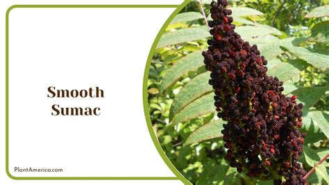 Sumac Tree Identification 的图像结果