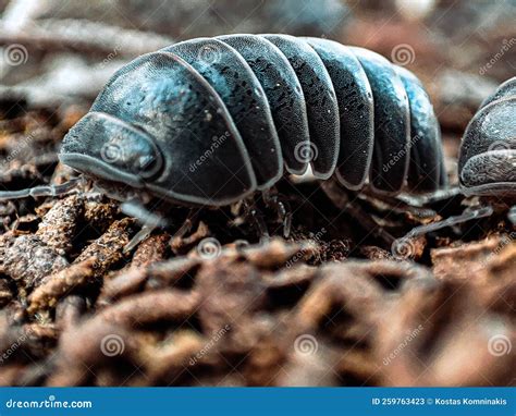 Roly-poly ground level stock image. Image of level, chiggypigs - 259763423