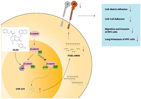 The CBP/β-Catenin Antagonist, ICG-001, Inhibits Tumor Metastasis via ...