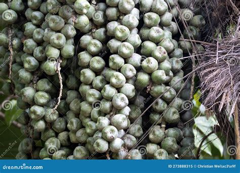Sugar Palm Fruits, Arenga Pinnata Stock Image - Image of pinnata ...