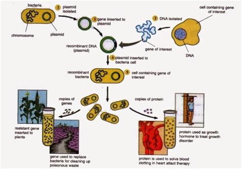 Example of a Classical Biotechnology Process 的图像结果